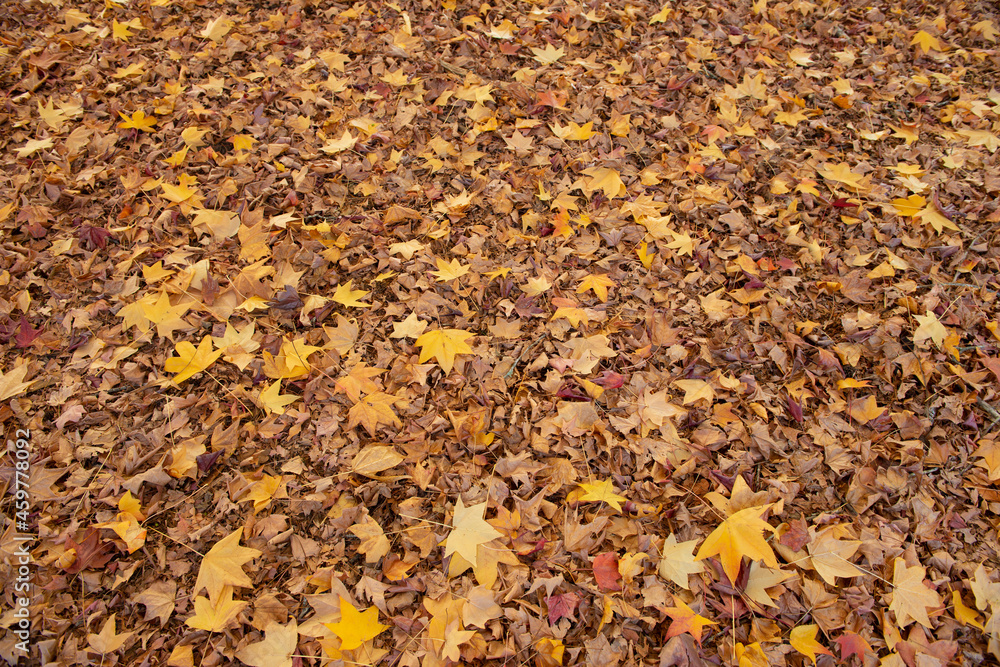 Autumn trees and leaves , New South Wales, Australia. Autumn trees and leaves , New South Wales, Australia.