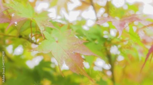 The leaves of the Japanese maple are swaying in the wind. Autumn, natural environment.