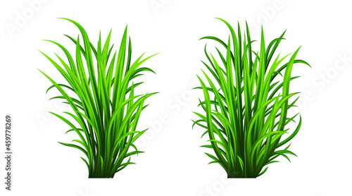 Green grass set. Fresh herb  natural  organic  bio  eco label and shape isolated on white background. Vector illustration.