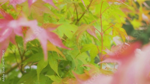 The leaves of the Japanese maple are swaying in the wind. Autumn, natural environment.
