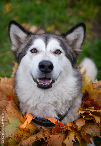 A beautiful malamute with a necklace of maple leaves  an autumn celebration