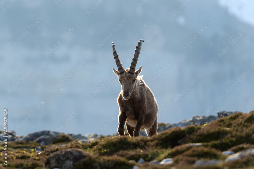 Alpine ibex walking in the switzerland's alps. Male of ibex during spring. European wildlife.
