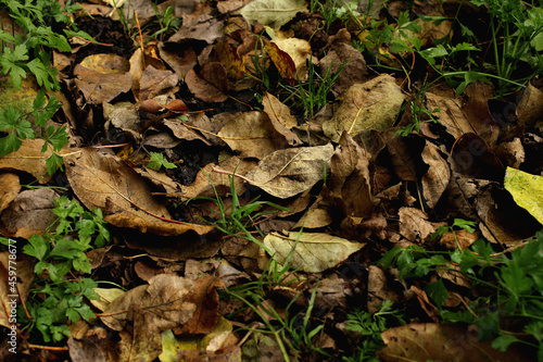 autumn leaves on the ground