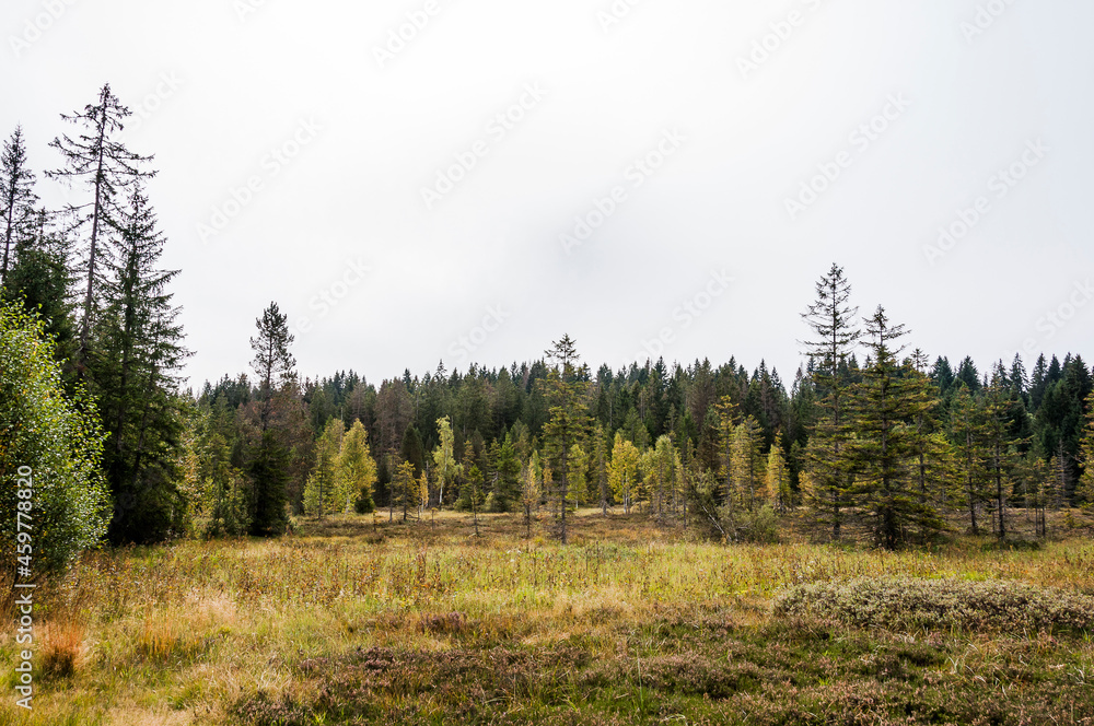 étang de la gruère, la gruère, See, Moorsee, Moor, Weiher, Hochmoor, Wanderweg, Spazierweg, Wald, Waldweg, Wasserpflanzen, Torfmoos, Jura, Naturschutz, Sommer, Herbst, Herbstfarben, Schweiz étang de la gruère, la gruère, See, Moorsee, Moor, Weiher, Hochmoor, Wanderweg, Spazierweg, Wald, Waldweg, Wasserpflanzen, Torfmoos, Jura, Naturschutz, Sommer, Herbst, Herbstfarben, Schweiz