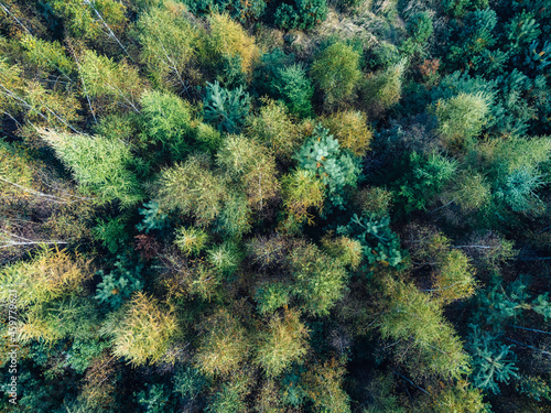 View from a height down on the autumn forest. Beautiful green autumn colors of trees.
