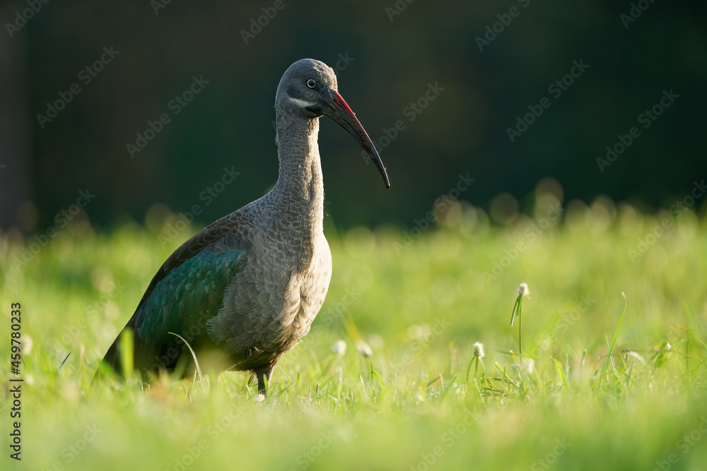 Naklejka premium Hadada Ibis - Bostrychia hagedash also hadeda, water bird native to Sub-Saharan Africa, large grey brown species of ibis, narrow long beak, wading african dark bird