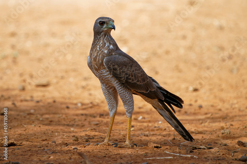 Dark Chanting-goshawk - Melierax metabates grey bird of prey in Accipitridae, found across sub-Saharan Africa and southern Arabia, standing on the desert on long leggs