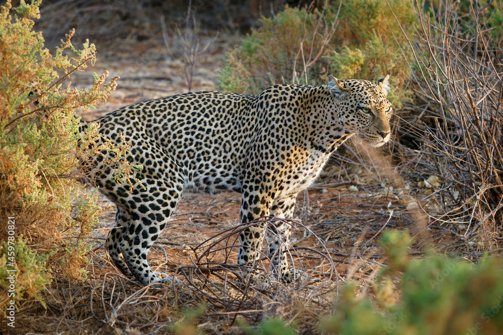 Obraz premium Leopard - Panthera pardus, big spotted yellow cat in Africa, genus Panthera cat family Felidae, sunset or sunrise portrait in the bush next to the dusty road in Africa, crossing it