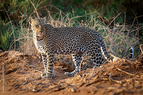 Leopard - Panthera pardus  big spotted yellow cat in Africa  genus Panthera cat family Felidae  sunset or sunrise portrait in the bush next to the dusty road in Africa  crossing it