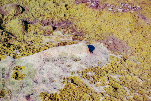 Dried algae on the sand beach photo