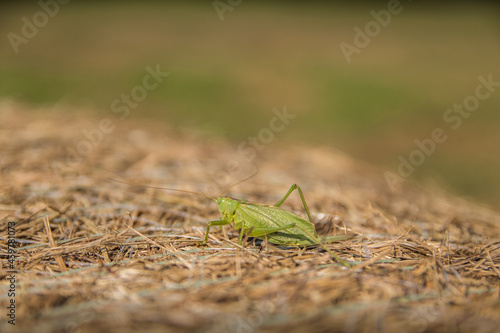 grasshopper on the grass in Beskid Niski Mountains, Poland.  © marekfromrzeszow