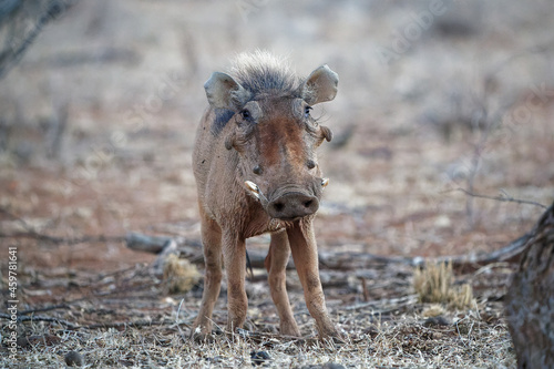 Common Warthog - Phacochoerus africanus  wild member of pig family Suidae found in grassland, savanna, and woodland, warthog pig in savannah in Africa photo
