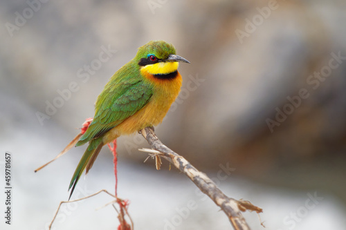 Little Bee-eater - Merops pusillus a near passerine green and yellow bird species in the bee-eater family, Meropidae. They are residents in much of Sub-Saharan Africa