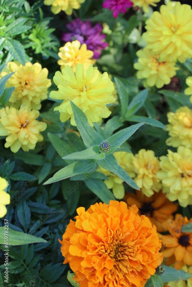 orange chrysanthemum flower orange chrysanthemum flower
