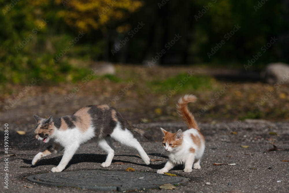 The cat walks on the street.