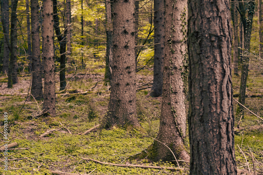 Fototapeta premium The colors of autumn in the Monticolo forest in South Tyrol, Italy.