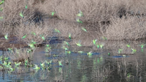 a flock of budgies drinking from pool at redbank waterhole near alice springs in the northern territory, australia photo