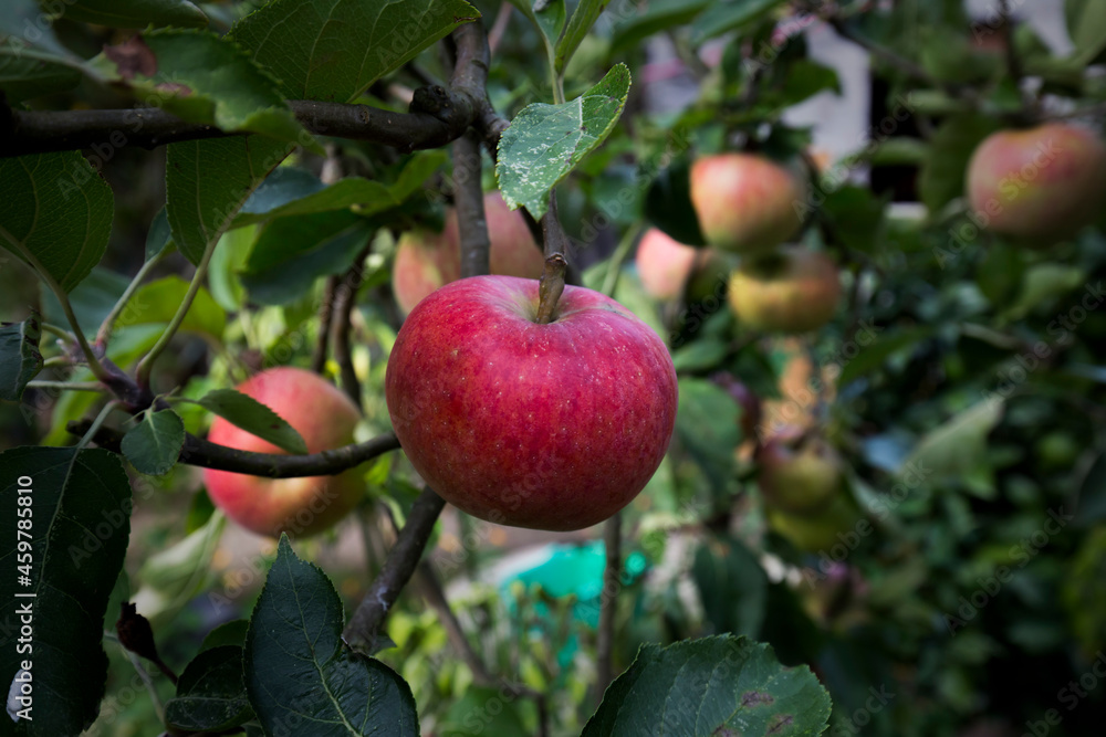 Detail of ripe red apple on production tree.