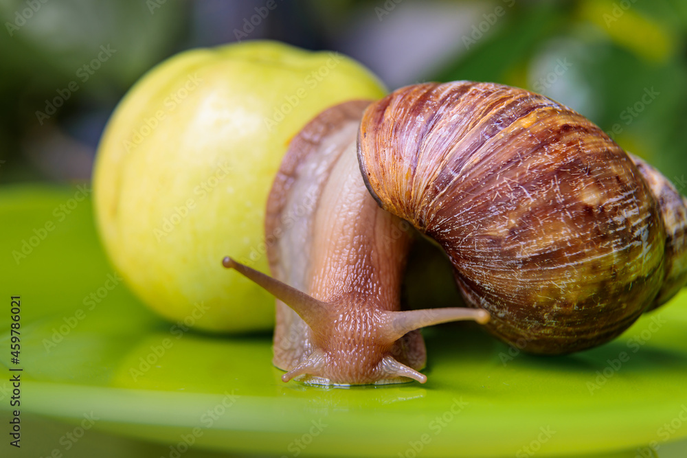 A large white snail sits on a green apple. Close-up A large white snail sits on a green apple. Close-up