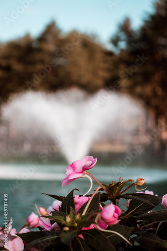 A water fountain in the background spurting water with a pink flower in front of it