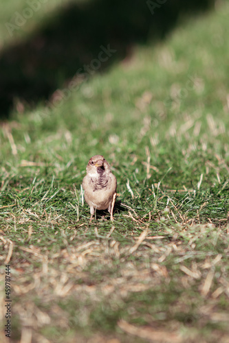 A sparrow looking towards the camera while on grass in a park