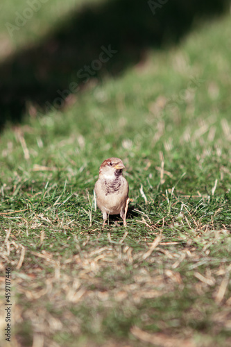 Close up side view of a sparrow in a park on grass