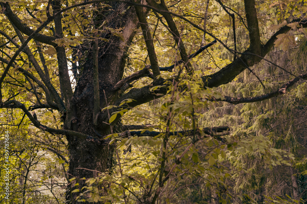 Obraz premium The colors of autumn in the Monticolo forest in South Tyrol, Italy.