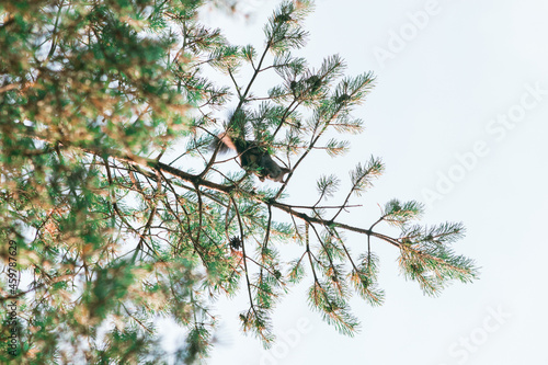 Squirrel sitting on tree from below