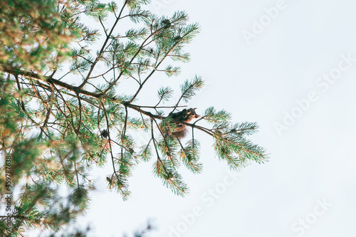Squirrel eating on a tree from below