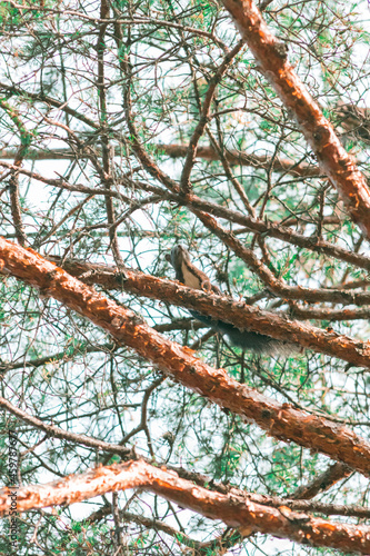 Squirrel on a tree from below in nature