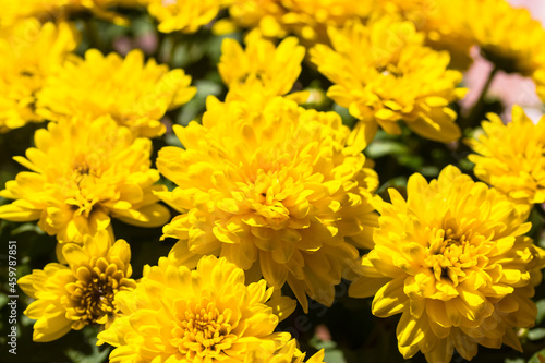 Big bouquet of yellow orange chrysanthemums at sunny fall season day. Autumn fragrant flowers full bloom. Beautiful blossoming floral wallpaper. Greeting card. Florist's shop. Gardening, floriculture.