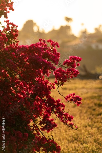 Golden Hour Flowers