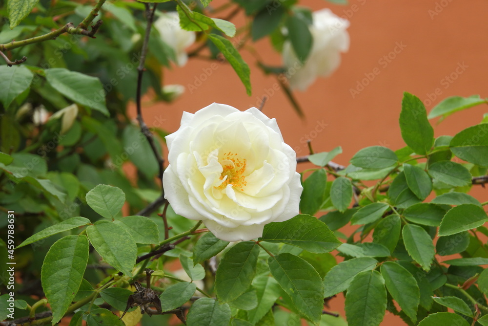 rosal con rosas blancas en el jardin Stock Photo Adobe Stock