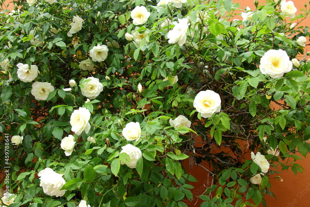 rosal con rosas blancas en el jardin Stock Photo Adobe Stock