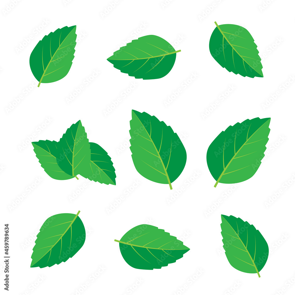 Fototapeta premium Mint green vector illustration set. Mint logo vector