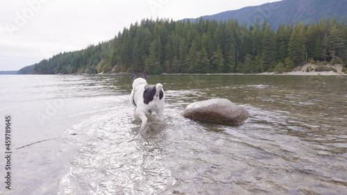 Cute Dog, Toy Fox Terrier Playing in Canadian Lake, Surround by Nature. Allouette Lake, Golden Ears Provincial Park, Greater Vancover, BC, Canada. photo