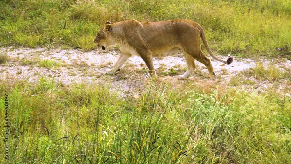 Lioness walks along the pride wildlife animal hunter, feline female panthera look pride, big botswana eyes, animals Lioness walks along the pride wildlife animal hunter, feline female panthera look pride, big botswana eyes, animals