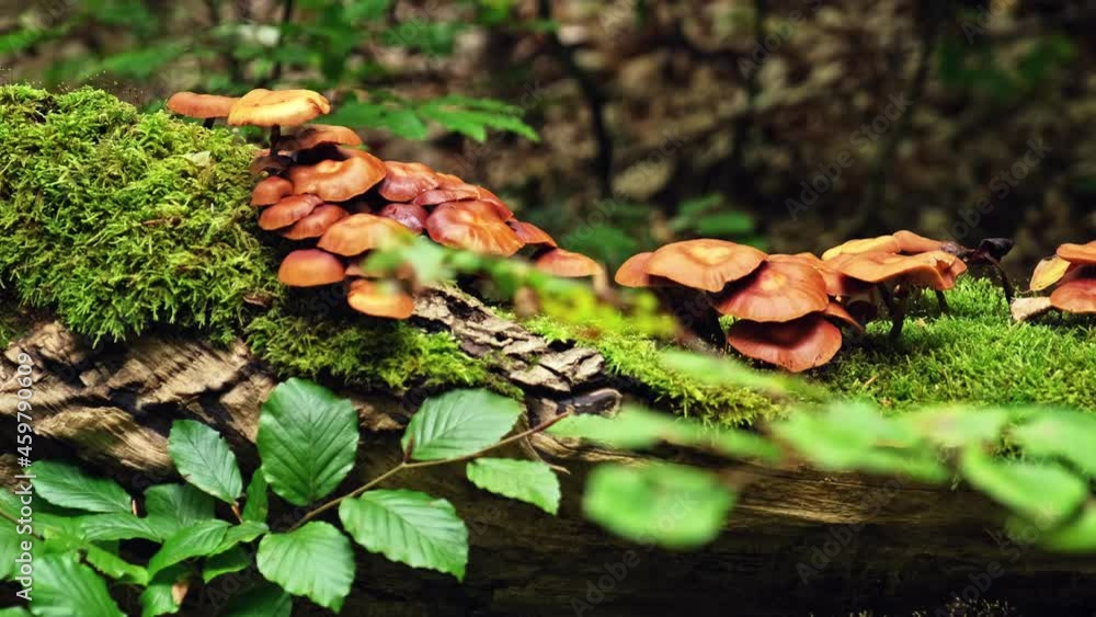 Forest Fallen Tree Covered with Moss and Mushrooms Forest Fallen Tree Covered with Moss and Mushrooms