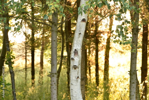 Fototapeta Naklejka Na Ścianę i Meble -  Brzoza na skraju lasu