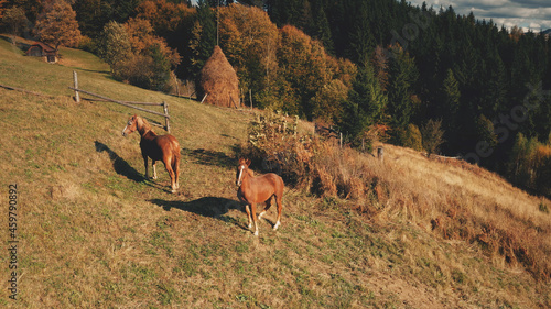 Horse look camera at mountain hill aerial. Farm animals. Autumn nature landscape. Rural grass pastures at pine forest. Leafy colorful trees. Countryside vacation at Carpathian mounts, Ukraine, Europe