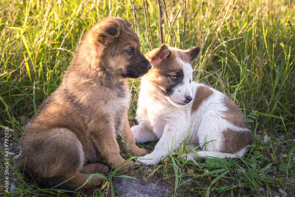 two homeless puppies dogs sit together in the grass two homeless puppies dogs sit together in the grass