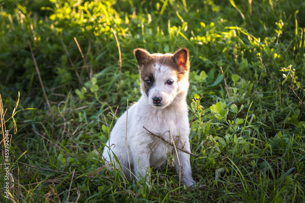 homeless puppies dog sit in the grass homeless puppies dog sit in the grass