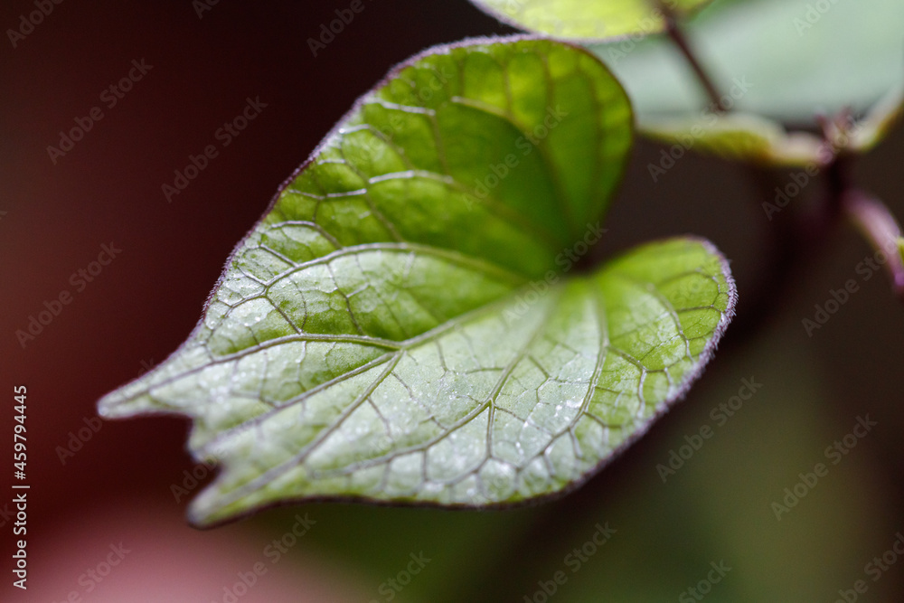 Plants with varied foliage, tones and textures stand out in the urban jungle trend Plants with varied foliage, tones and textures stand out in the urban jungle trend