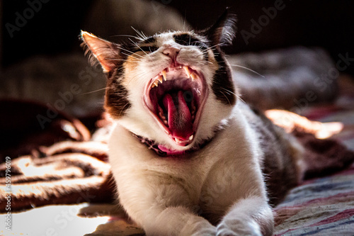 very sleepy kitten yawning