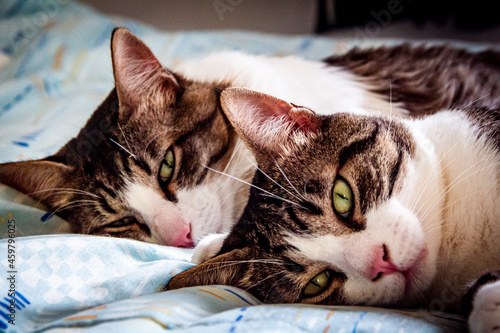 Obraz na plátně two identical cats lying on the bed