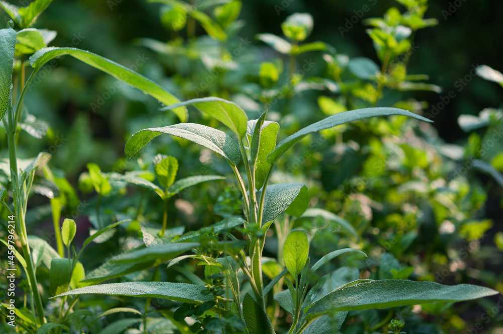 sage garden sage garden