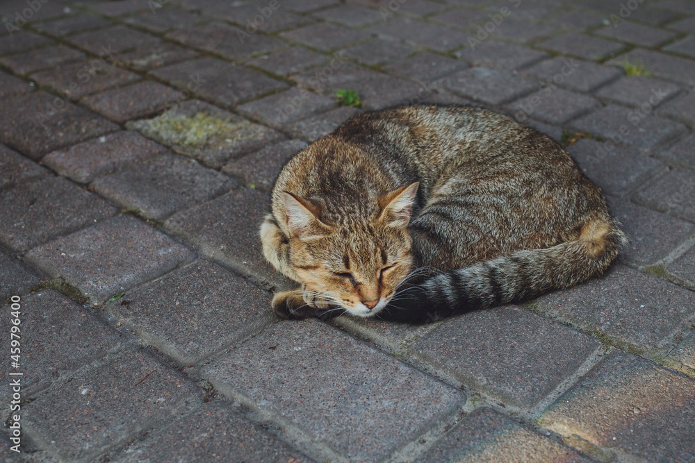 Gray cat lies on the asphalt
