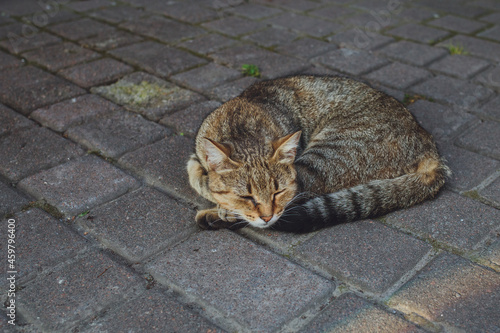 Obraz na płótnie Gray cat lies on the asphalt w salonie