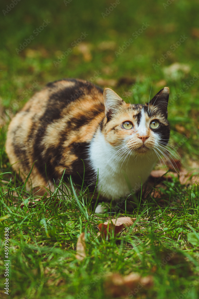 Beautiful tricolor cat sits on green grass