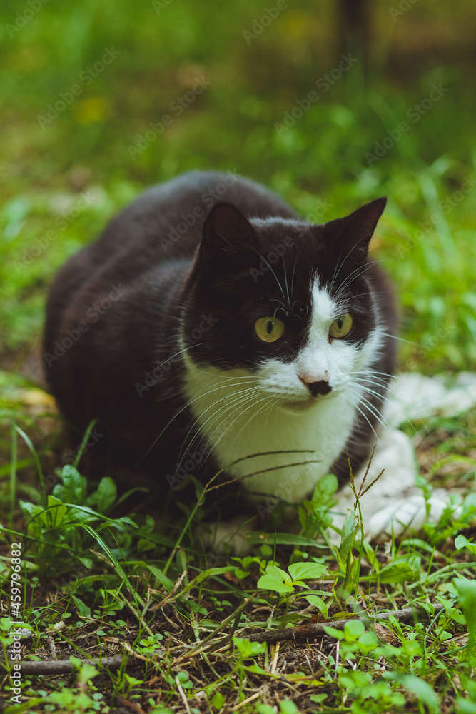 Black and white cat sitting in green grass Black and white cat sitting in green grass